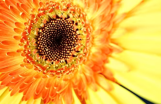 Sunflower Close Up 